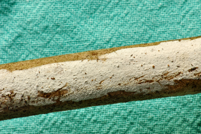 Hyphoderma sambuci